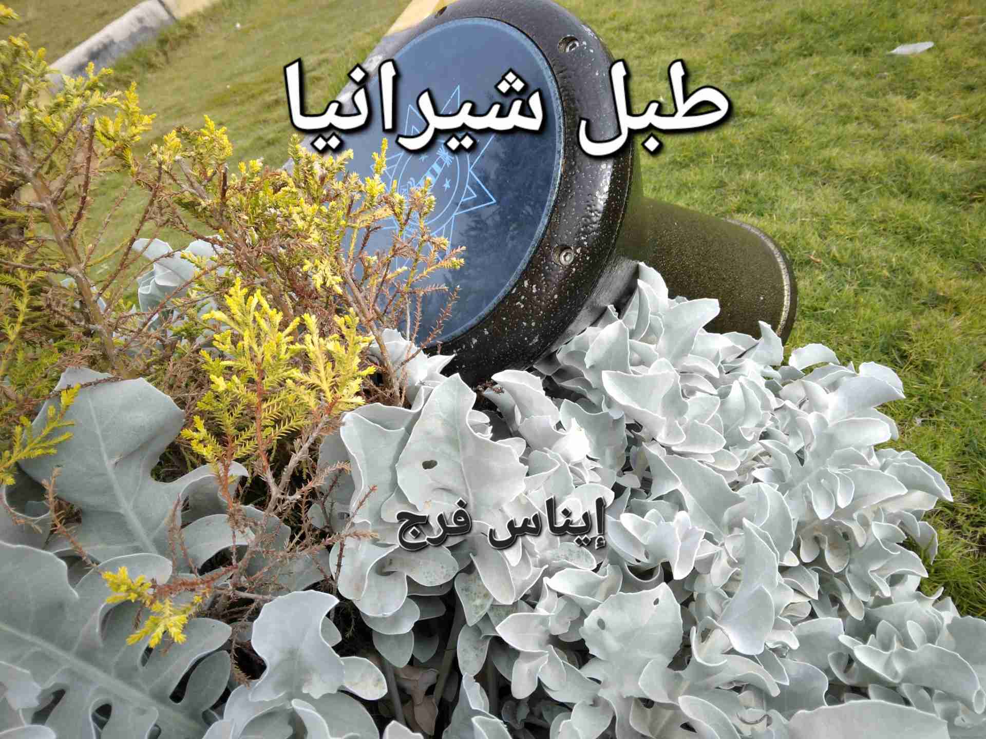 رواية طبل شيرانيا لـ إيناس فرج